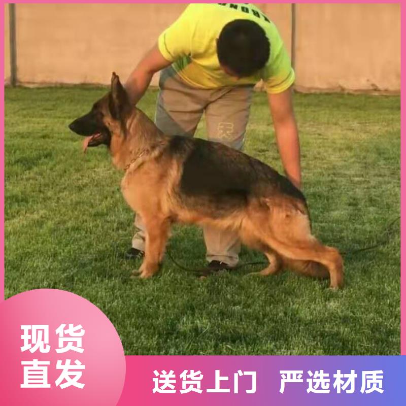 【德牧】价格，图片【CKU认证犬舍】