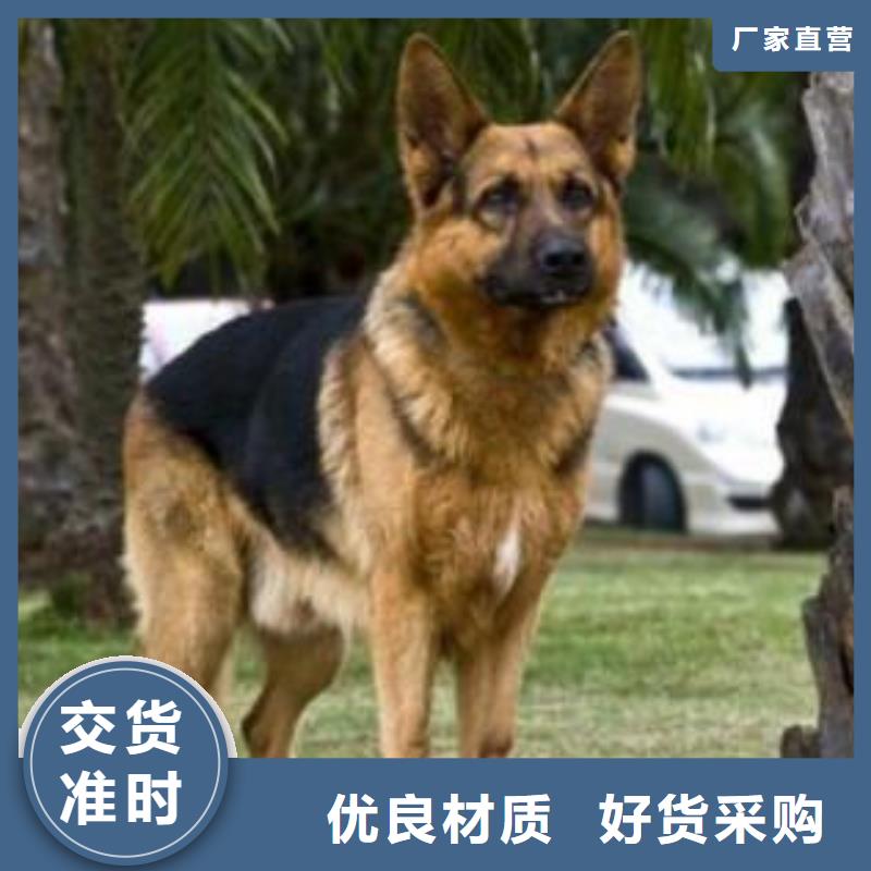 德国牧羊犬,杜宾犬实力商家推荐