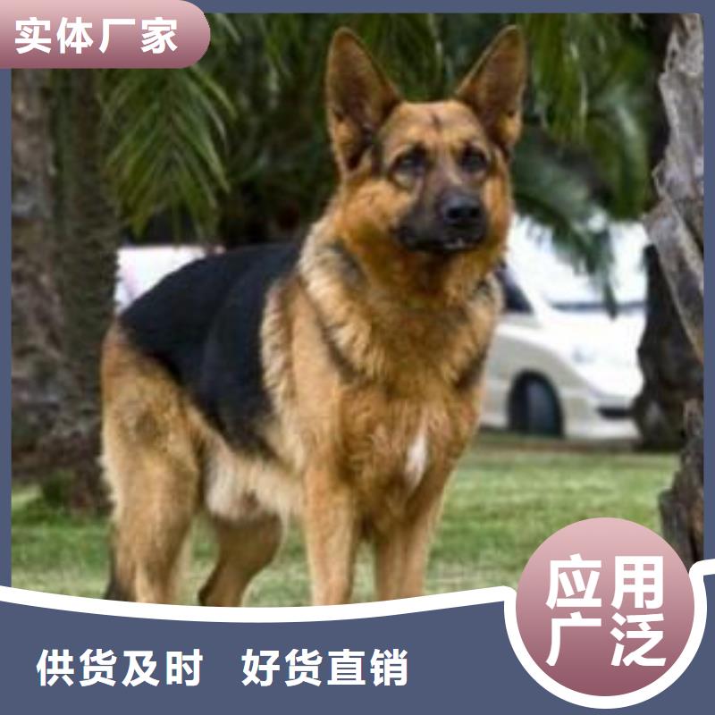 德国牧羊犬卡斯罗犬产地采购