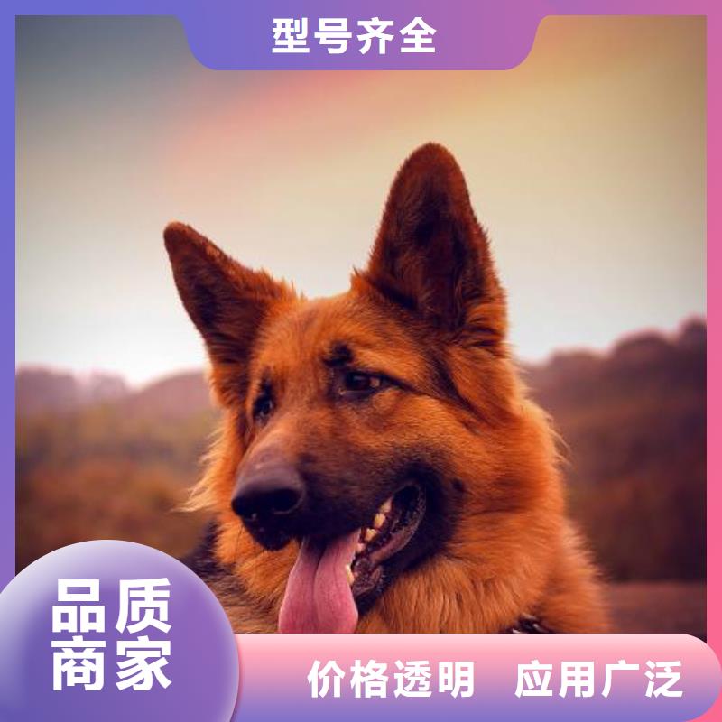 德牧多少钱一只？（CKU认证犬舍）