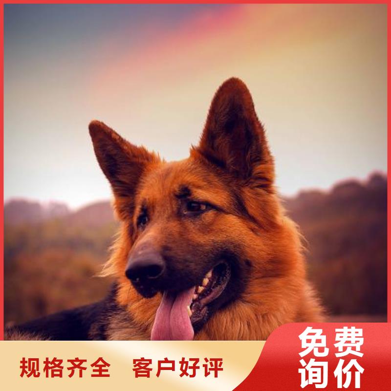 【赛级德国牧羊犬】性格怎么样？