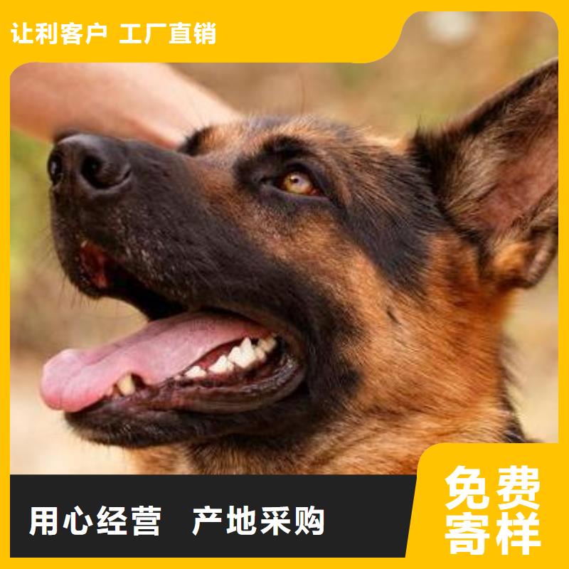 【德牧应该怎么选】_多少钱一只【CKU认证犬舍】