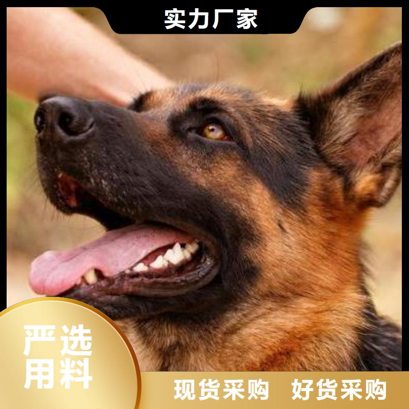 德国牧羊犬黑狼精品优选