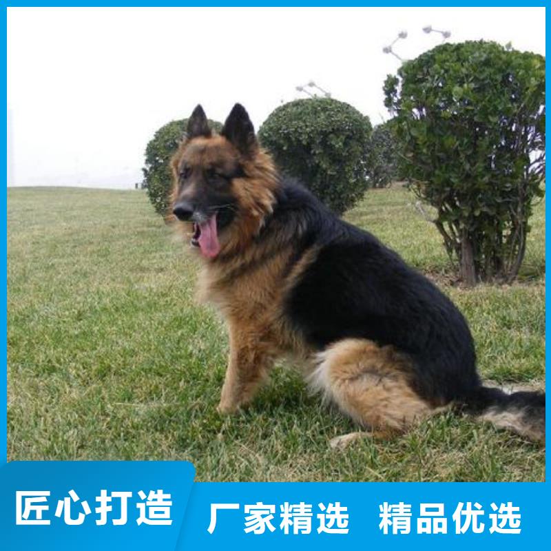 【德国牧羊犬】血统纯正