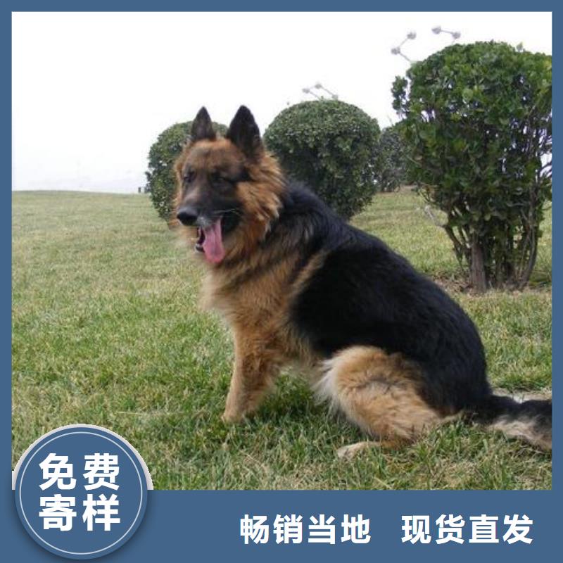 【正宗德牧】性格怎么样？【CKU认证犬舍】