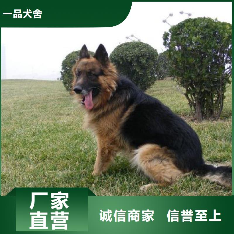 【德国牧羊犬】幼犬