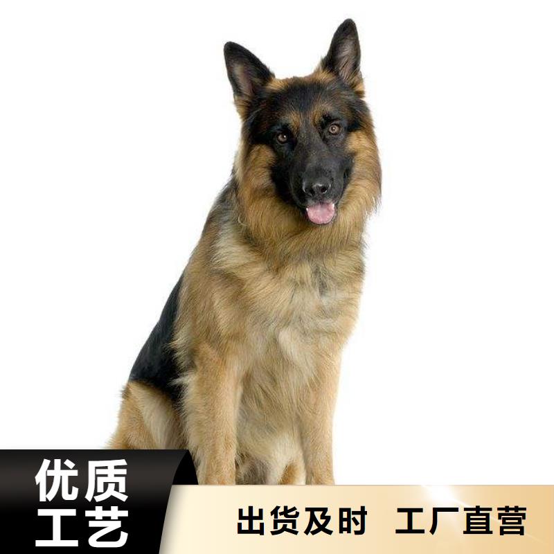 德国牧羊犬【拉布拉多犬】品质优选