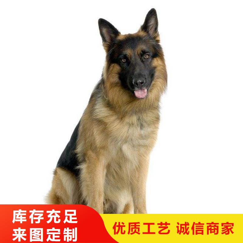 【德国牧羊犬】幼犬