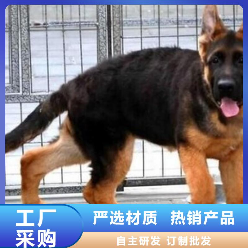 【德国牧羊犬】图片，价格