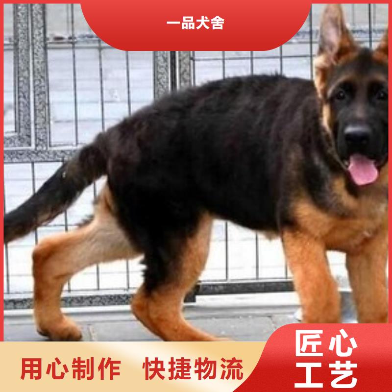 【纯种德国牧羊犬】价格多少