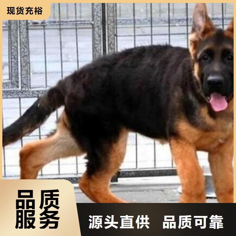 【德国牧羊犬】哪里卖