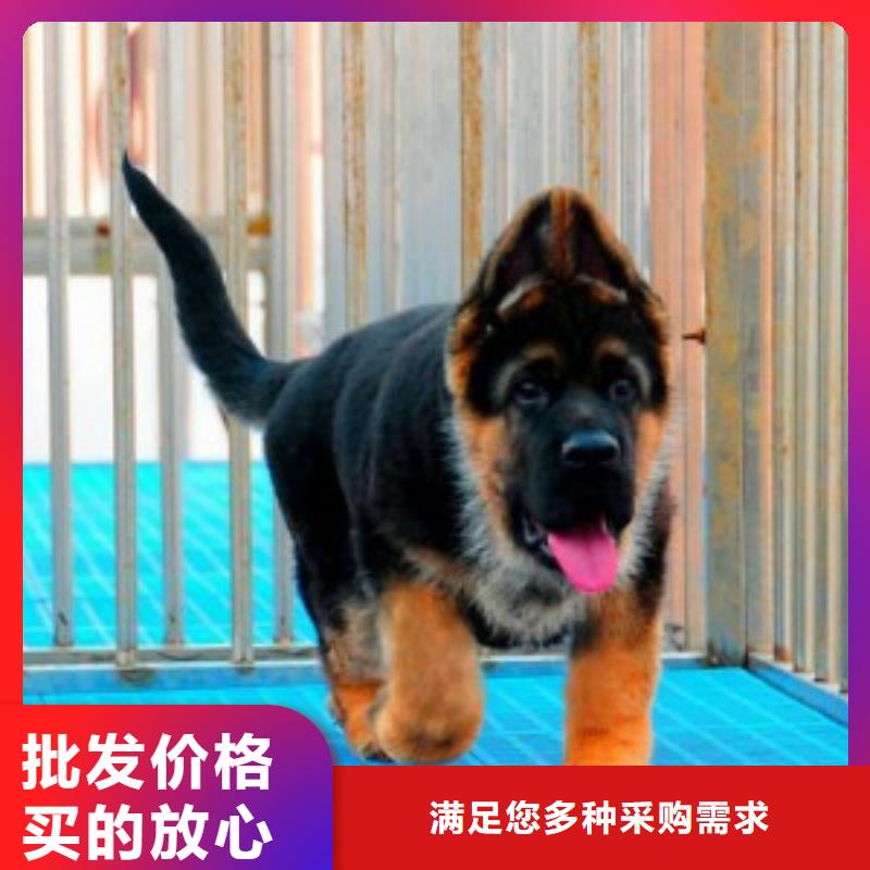 【正宗德牧】性格怎么样？【CKU认证犬舍】