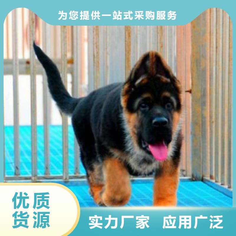 德国牧羊犬【杜高犬】现货充裕