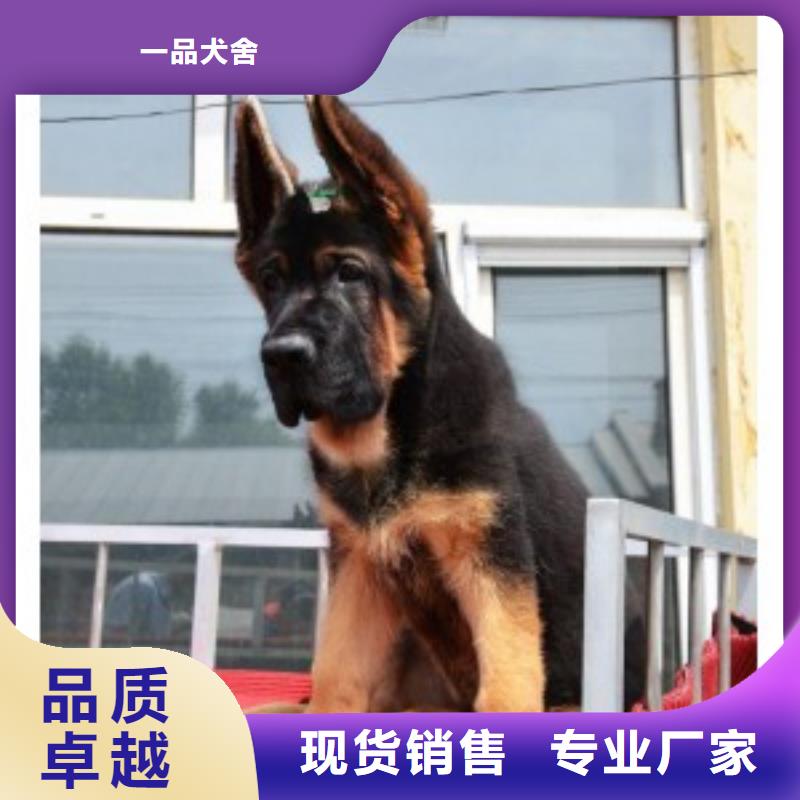 德国牧羊犬马犬厂诚信经营