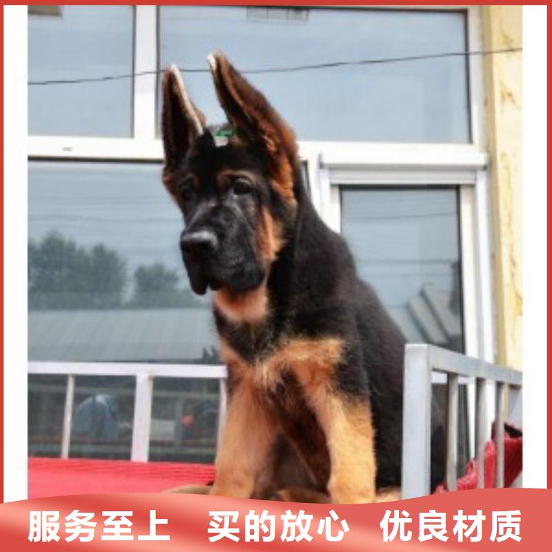 【德牧】价格，图片【CKU认证犬舍】