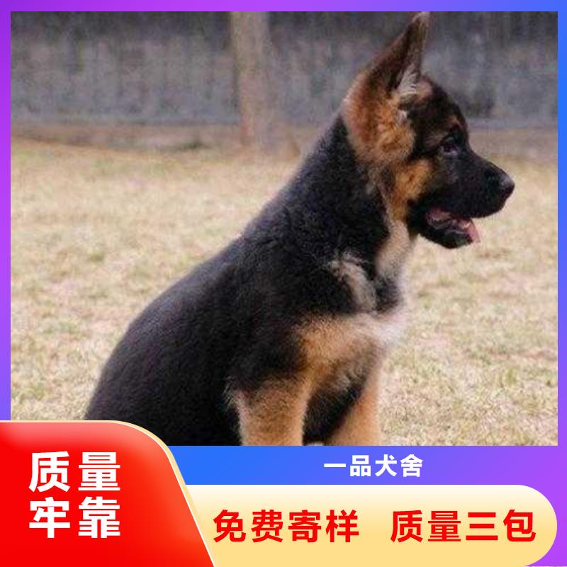 德国牧羊犬拉布拉多犬专业生产团队