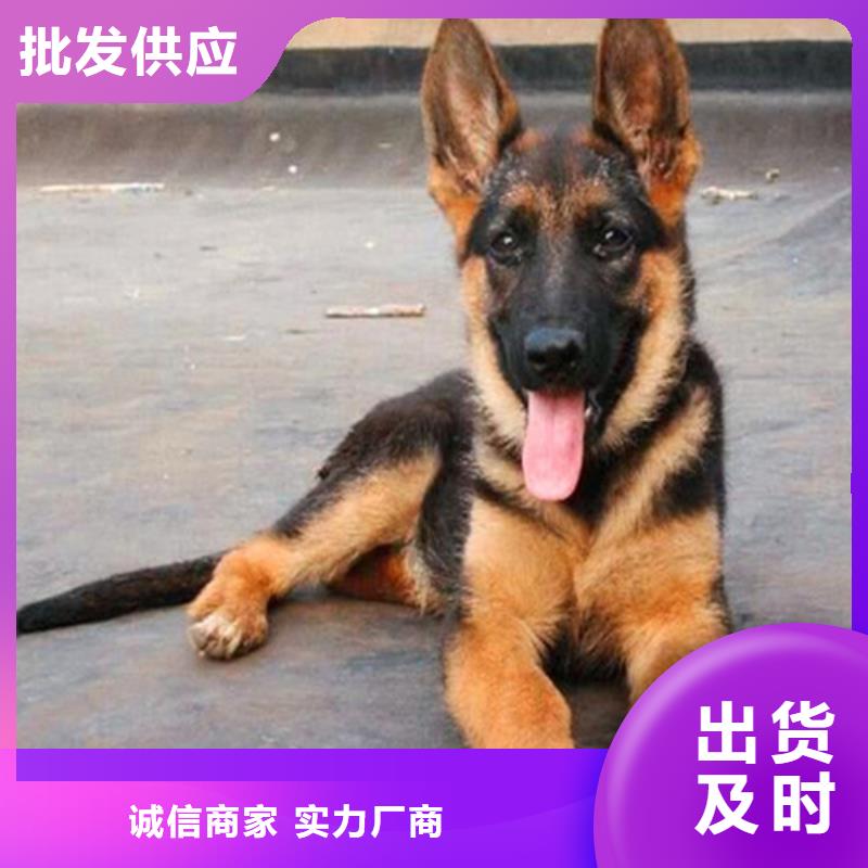 【血统德国牧羊犬】血统纯正