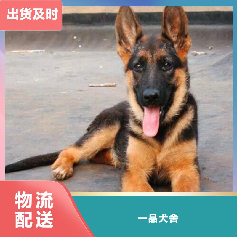 德国牧羊犬卡斯罗犬N年生产经验