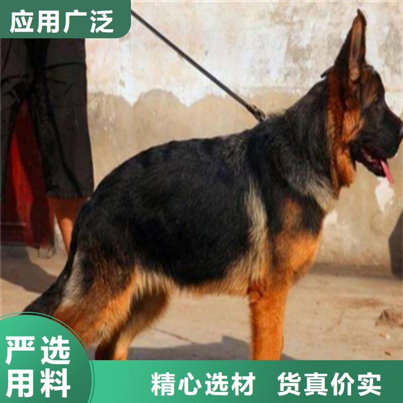 【纯种德国牧羊犬】繁育犬舍