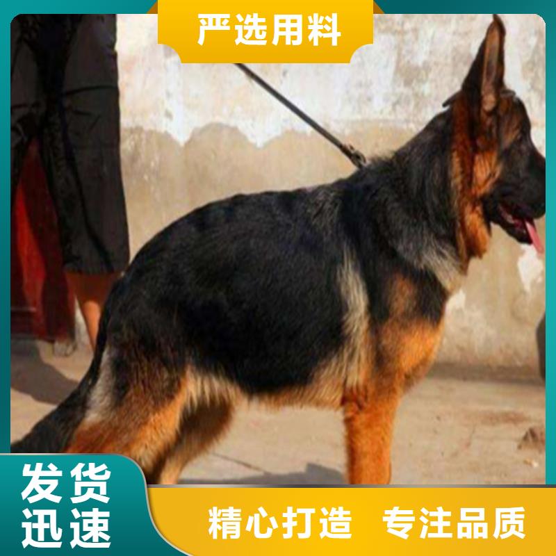 【德国牧羊犬】防疫健全