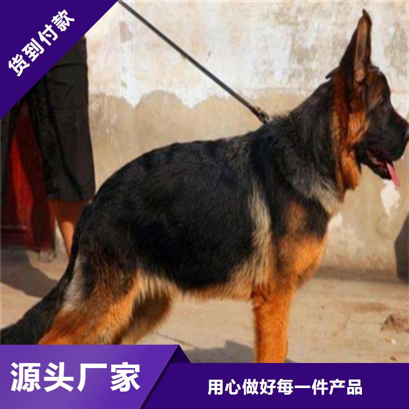 【德国牧羊犬】图片，价格