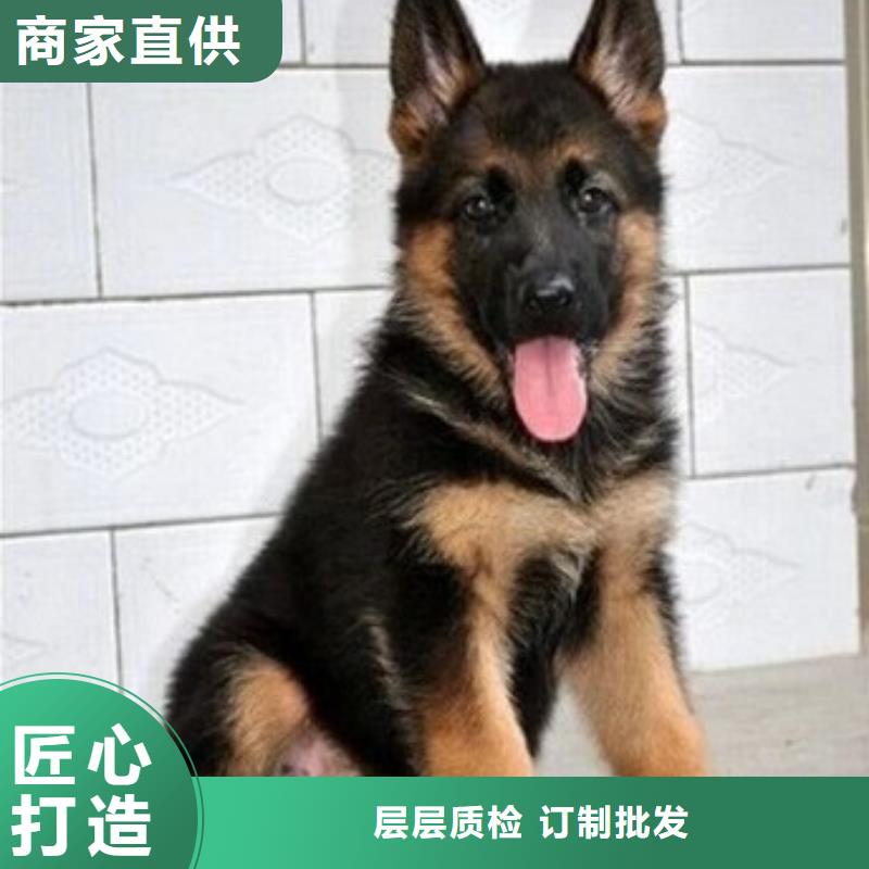 德国牧羊犬比特犬质优价廉