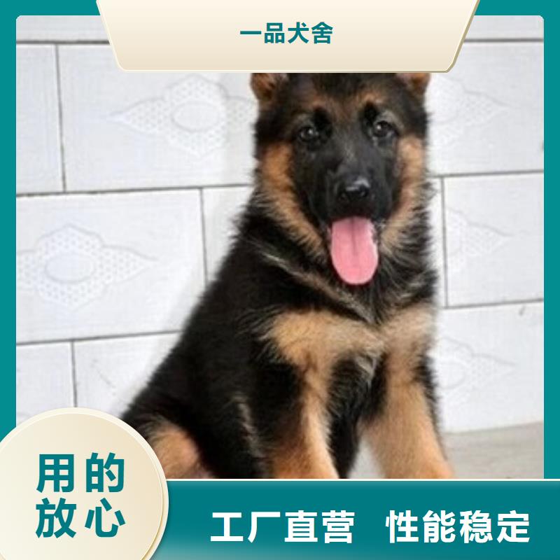 德国牧羊犬卡斯罗犬质检严格