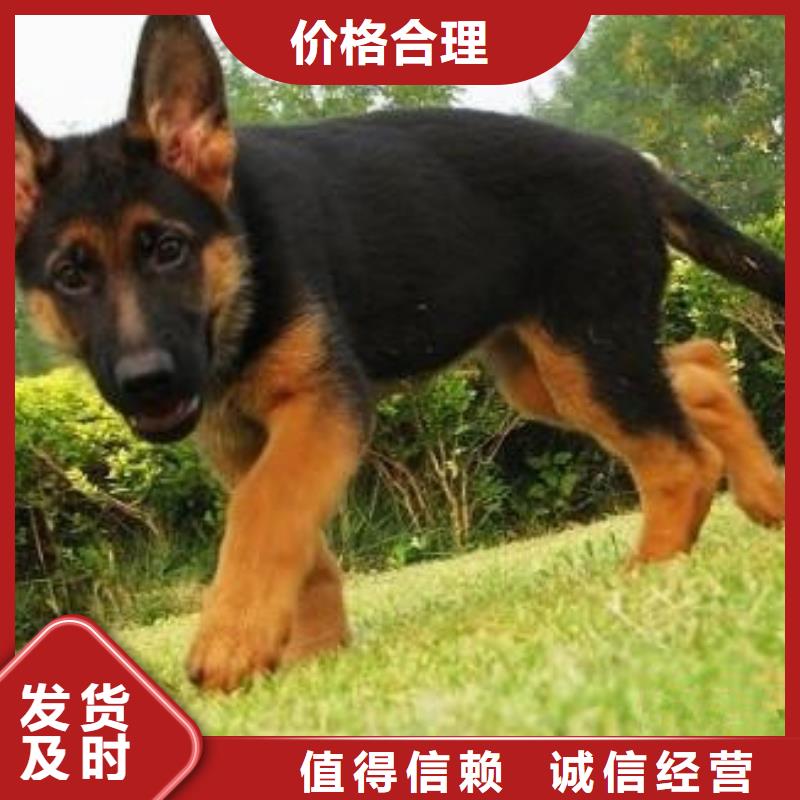 【德国牧羊犬】-黑狼信誉至上