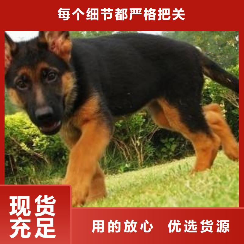 【德国牧羊犬】血统纯正