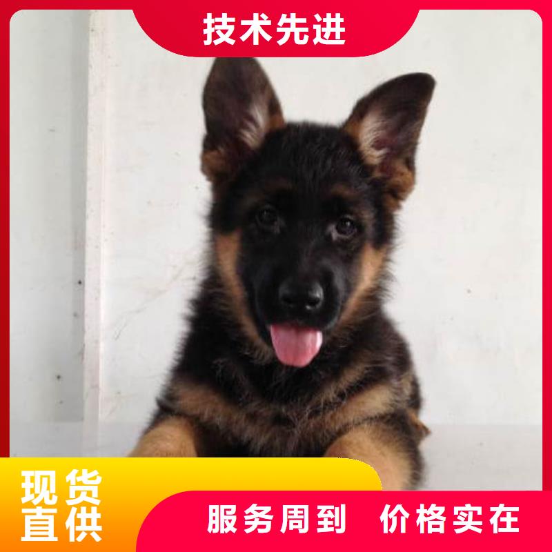 【德国牧羊犬】介绍