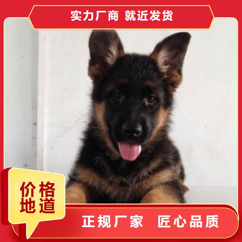 【赛级德国牧羊犬】哪里卖