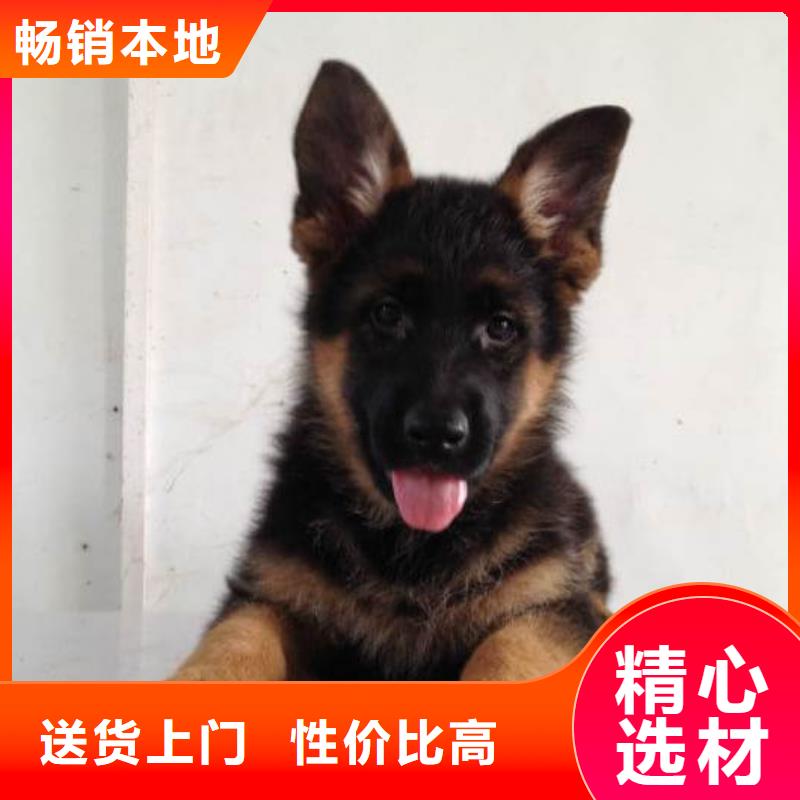 【赛级德国牧羊犬】血统纯正