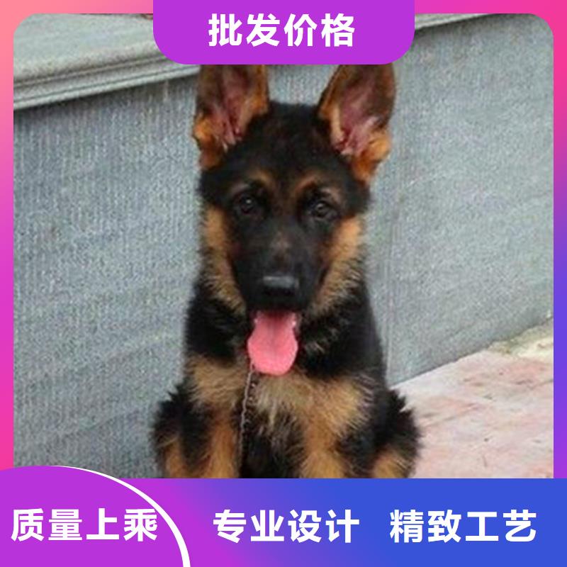 德国牧羊犬马犬厂诚信经营