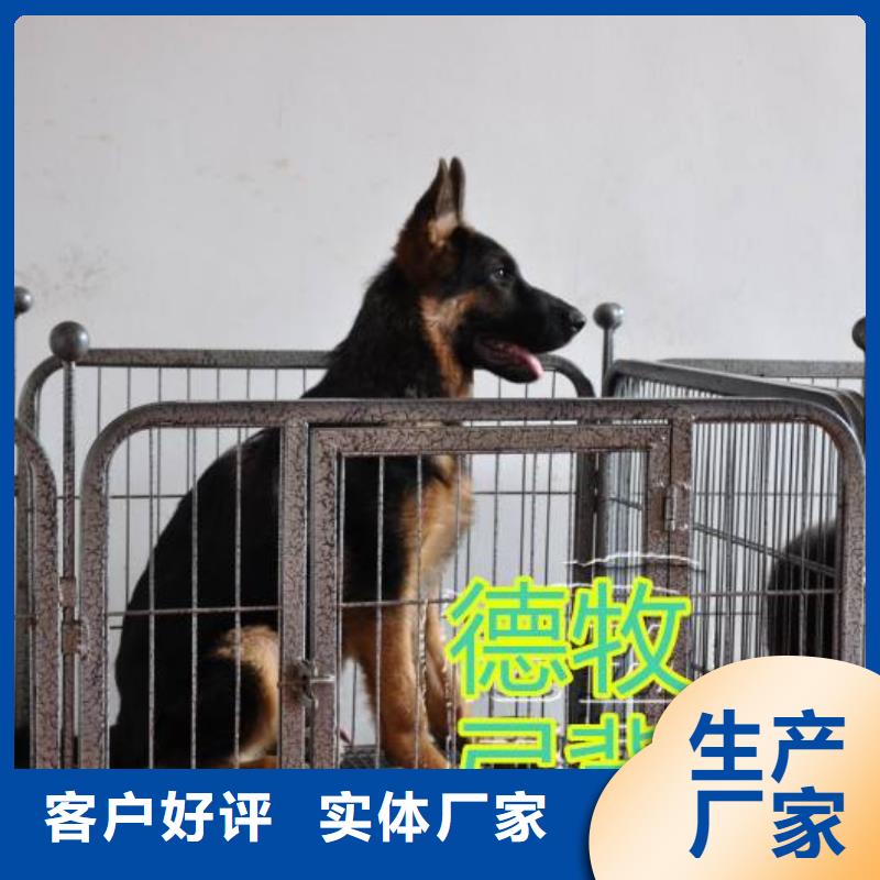 【图】【德牧】繁育犬舍（CKU认证犬舍）