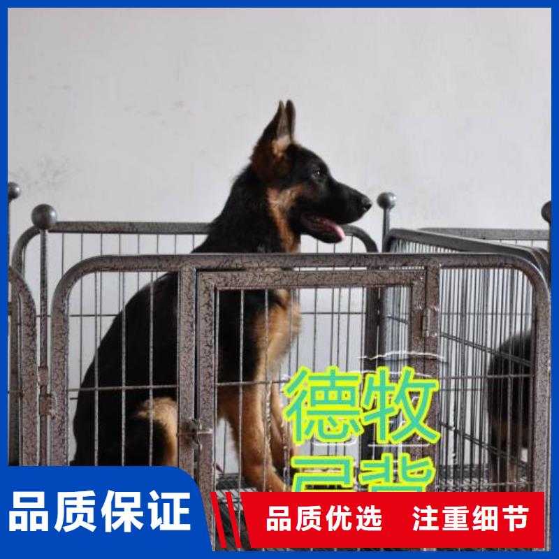 德国牧羊犬比特犬优质工艺