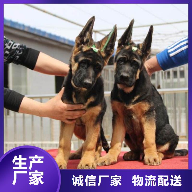 【纯种德国牧羊犬】多少钱一只