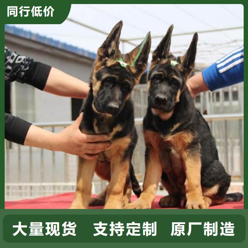 德牧价格，图片（CKU认证犬舍）